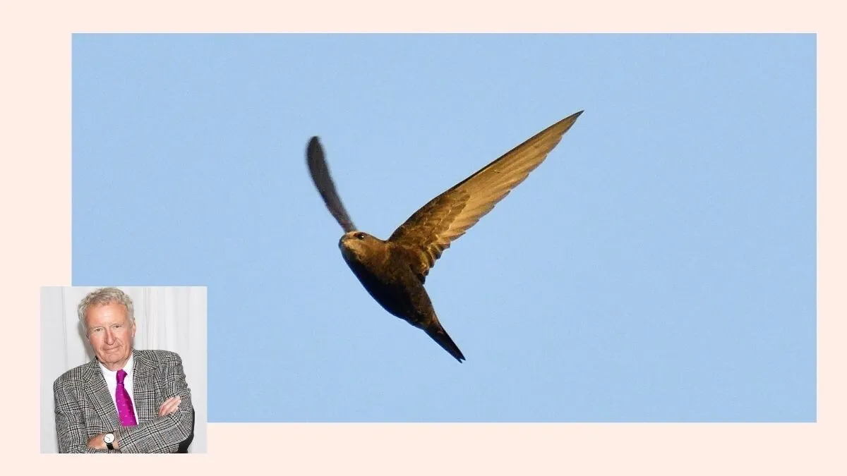 Where have the swifts gone? — a question the mainstream would rather ignore